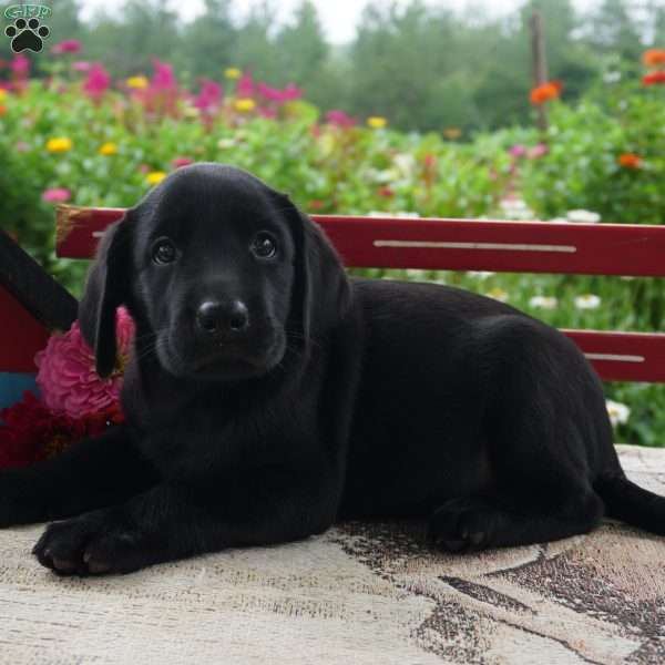 Tyson, Black Labrador Retriever Puppy