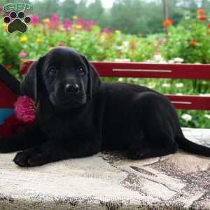 Tyson, Black Labrador Retriever Puppy