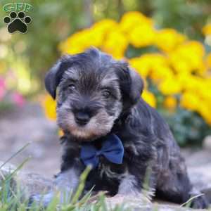 Blake, Miniature Schnauzer Puppy