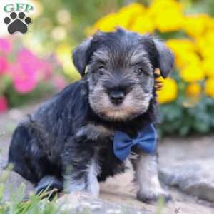 Blake, Miniature Schnauzer Puppy