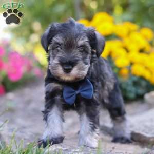 Blake, Miniature Schnauzer Puppy