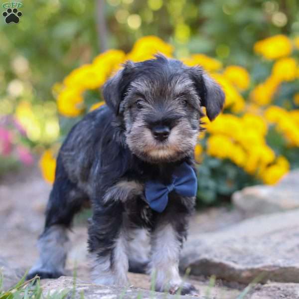 Blake, Miniature Schnauzer Puppy