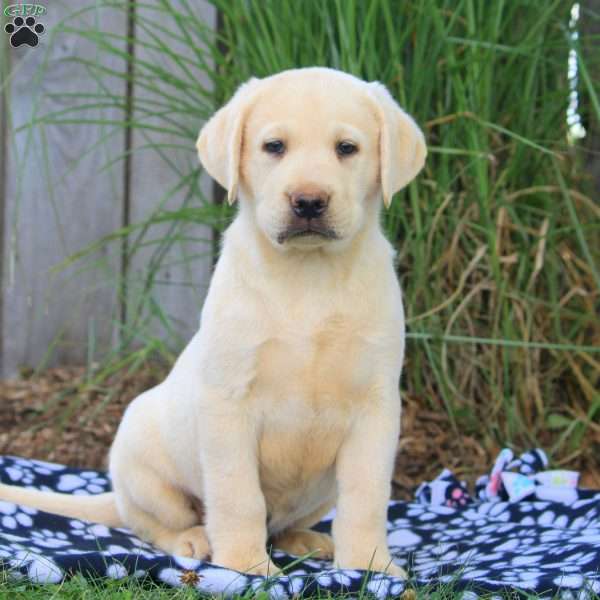 Blake, Yellow Labrador Retriever Puppy