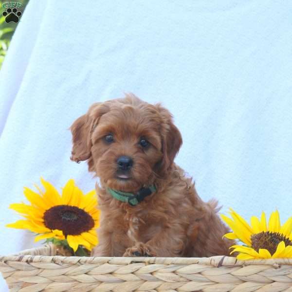 Blake, Cavapoo Puppy