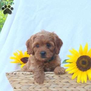 Blake, Cavapoo Puppy
