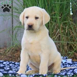 Blake, Yellow Labrador Retriever Puppy