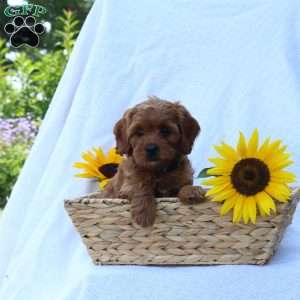 Blake, Cavapoo Puppy