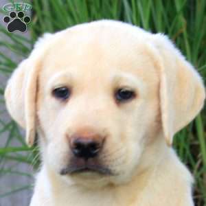 Blake, Yellow Labrador Retriever Puppy
