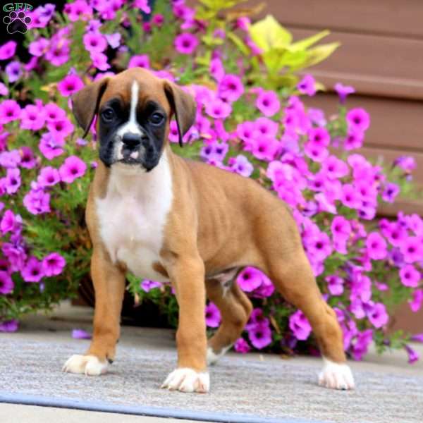 Blake, Boxer Puppy