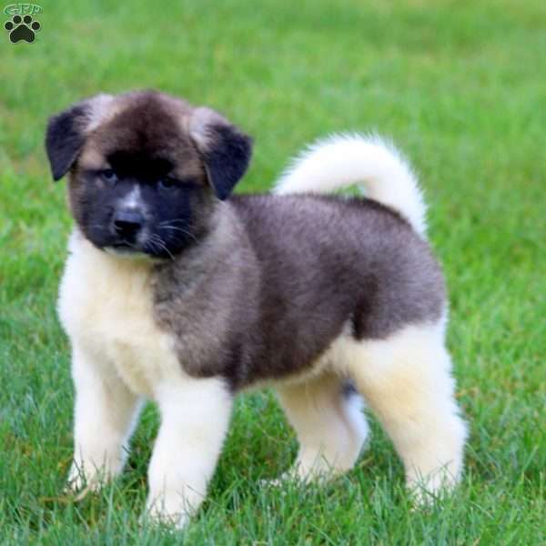 Blake, Akita Puppy