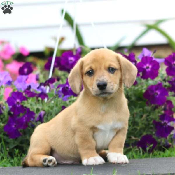 Blake, Dachshund Mix Puppy