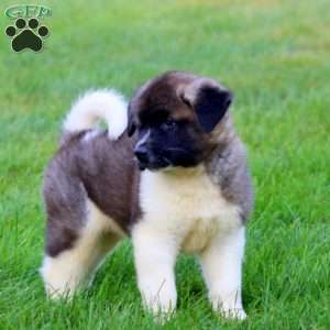 Blake, Akita Puppy