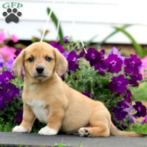 Blake, Dachshund Mix Puppy