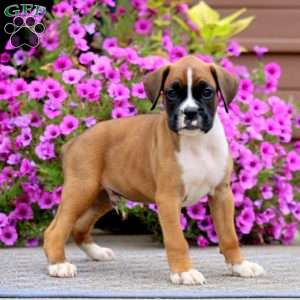 Blake, Boxer Puppy