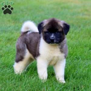 Blake, Akita Puppy