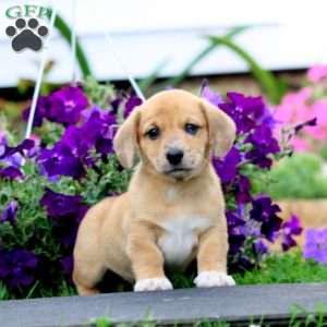 Blake, Dachshund Mix Puppy