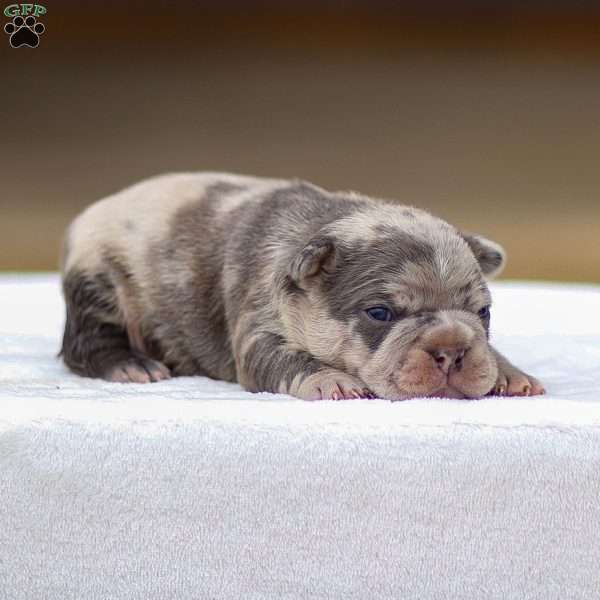 Blaze, Frenchton Puppy