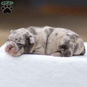 Blaze, Frenchton Puppy
