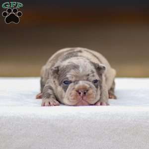 Blaze, Frenchton Puppy