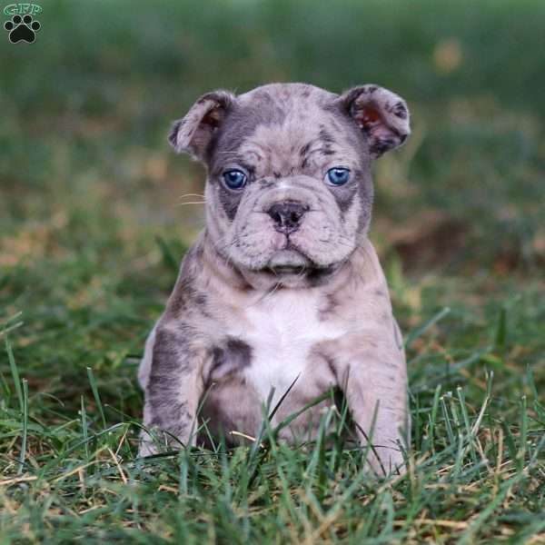 Blaze, Frenchton Puppy
