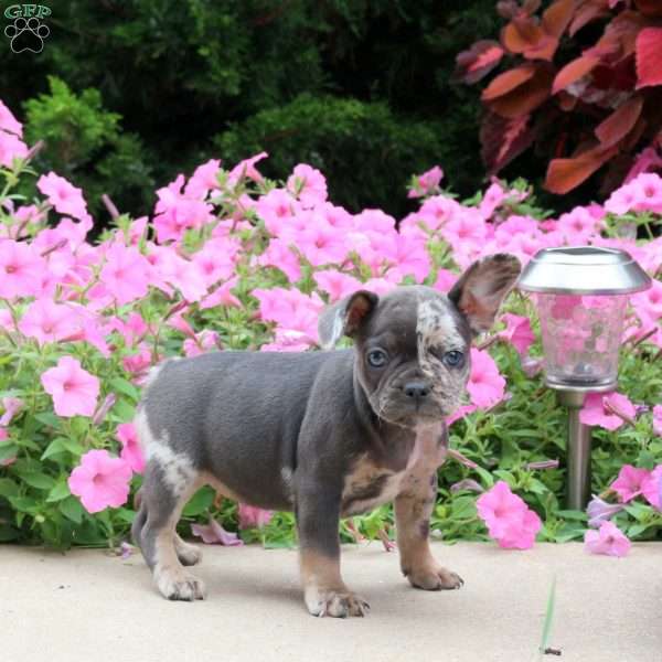 Blossom, French Bulldog Puppy