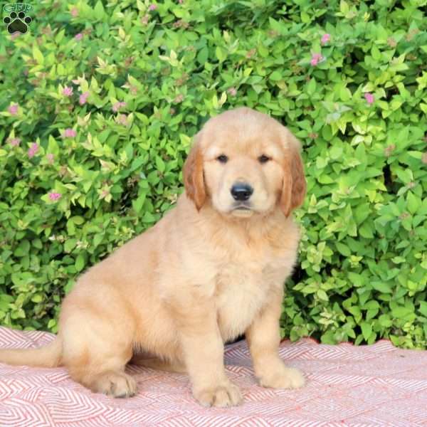 Blossom, Golden Retriever Puppy