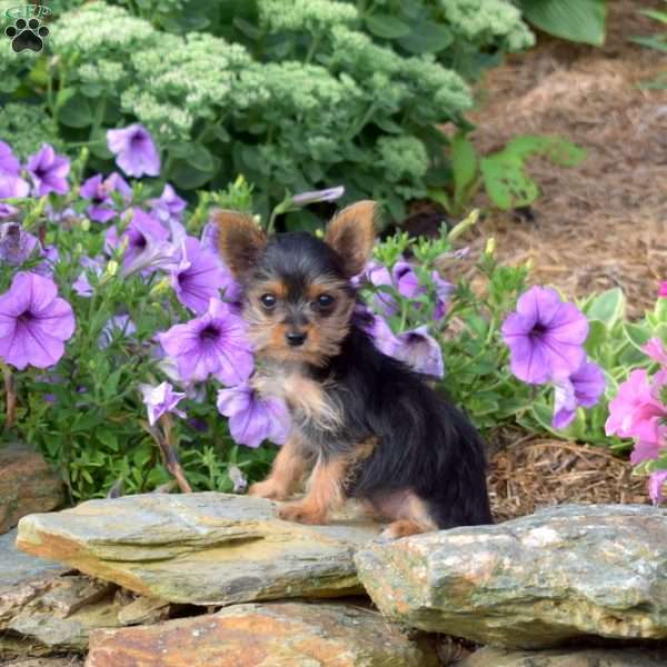 Blossom, Yorkie Puppy