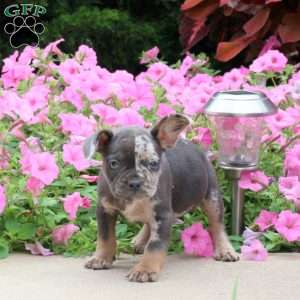 Blossom, French Bulldog Puppy