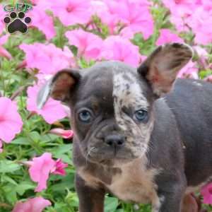 Blossom, French Bulldog Puppy
