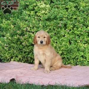 Blossom, Golden Retriever Puppy