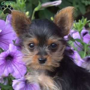 Blossom, Yorkie Puppy
