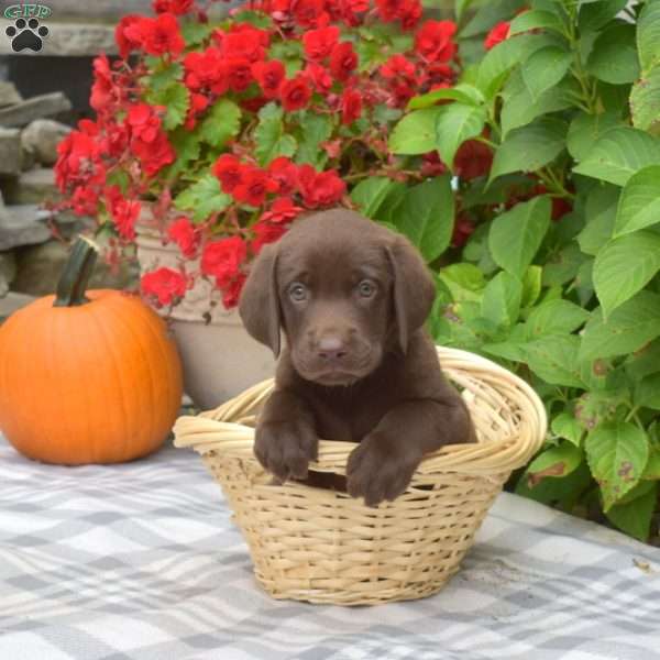 Bluey, Chocolate Labrador Retriever Puppy