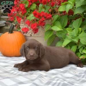 Bluey, Chocolate Labrador Retriever Puppy
