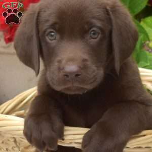 Bluey, Chocolate Labrador Retriever Puppy