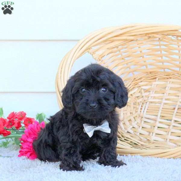 Bobby, Yorkie Poo Puppy