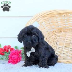 Bobby, Yorkie Poo Puppy