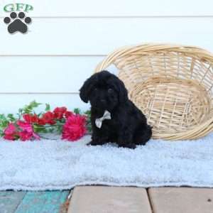 Bobby, Yorkie Poo Puppy