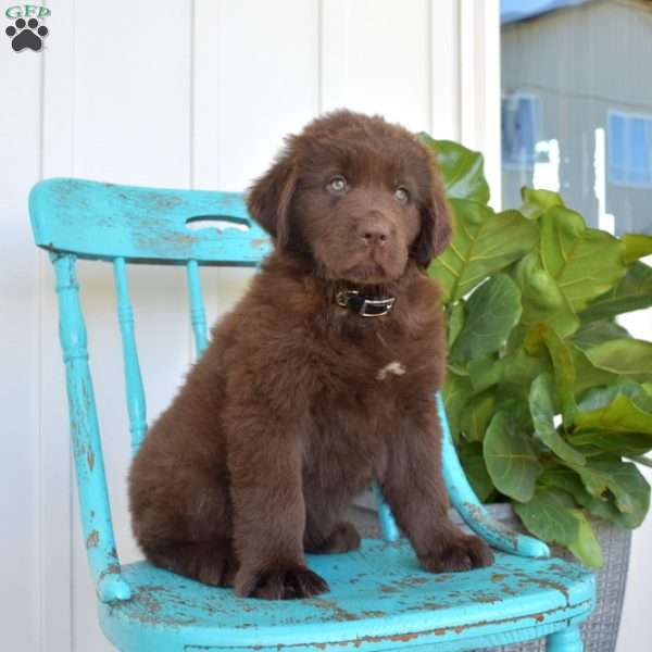 Boomer, Newfoundland Puppy