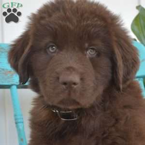 Boomer, Newfoundland Puppy