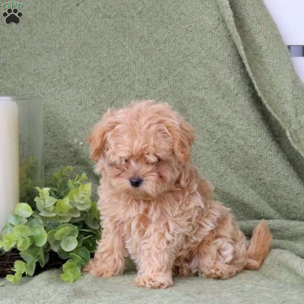 Boone, Maltipoo Puppy
