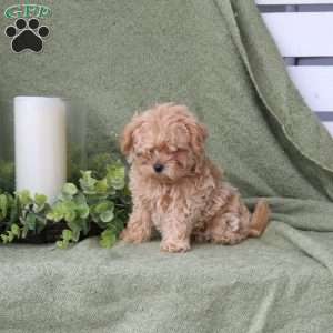 Boone, Maltipoo Puppy