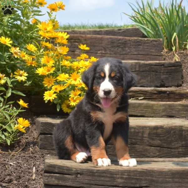 Boots, Bernese Mountain Dog Puppy