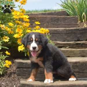 Boots, Bernese Mountain Dog Puppy