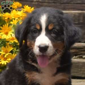 Boots, Bernese Mountain Dog Puppy
