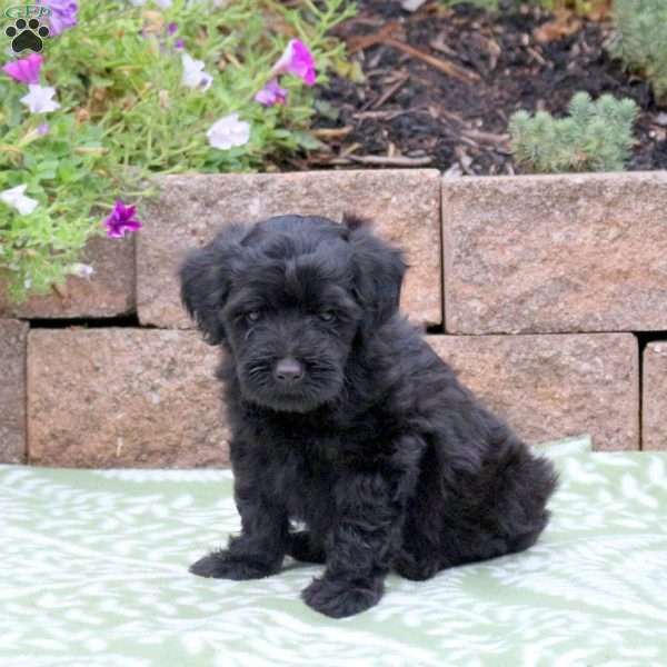 Boyd, Miniature Poodle Mix Puppy