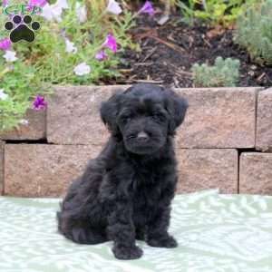 Boyd, Miniature Poodle Mix Puppy
