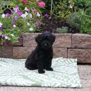 Boyd, Miniature Poodle Mix Puppy