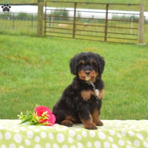 Brandy, Mini Bernedoodle Puppy