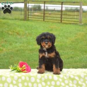 Brandy, Mini Bernedoodle Puppy