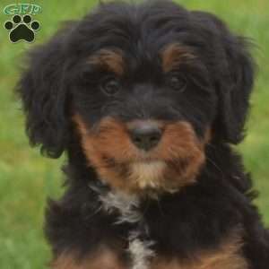 Brandy, Mini Bernedoodle Puppy